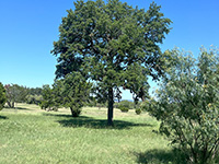 Texas Hill Country and Frio Canyon Properties with Live Water