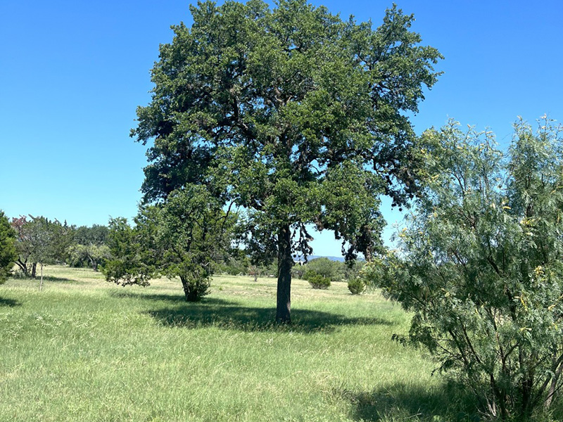 Shawn Gray - Frio Canyon Real Estate