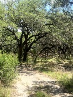 Frio Canyon Real Estate - Martin Martinez