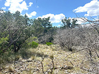 Texas Hill Country and Frio Canyon Properties with Live Water